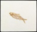 Knightia Fossil Fish - Wyoming #48189-1